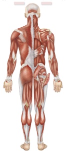Mck_muscles_posterior